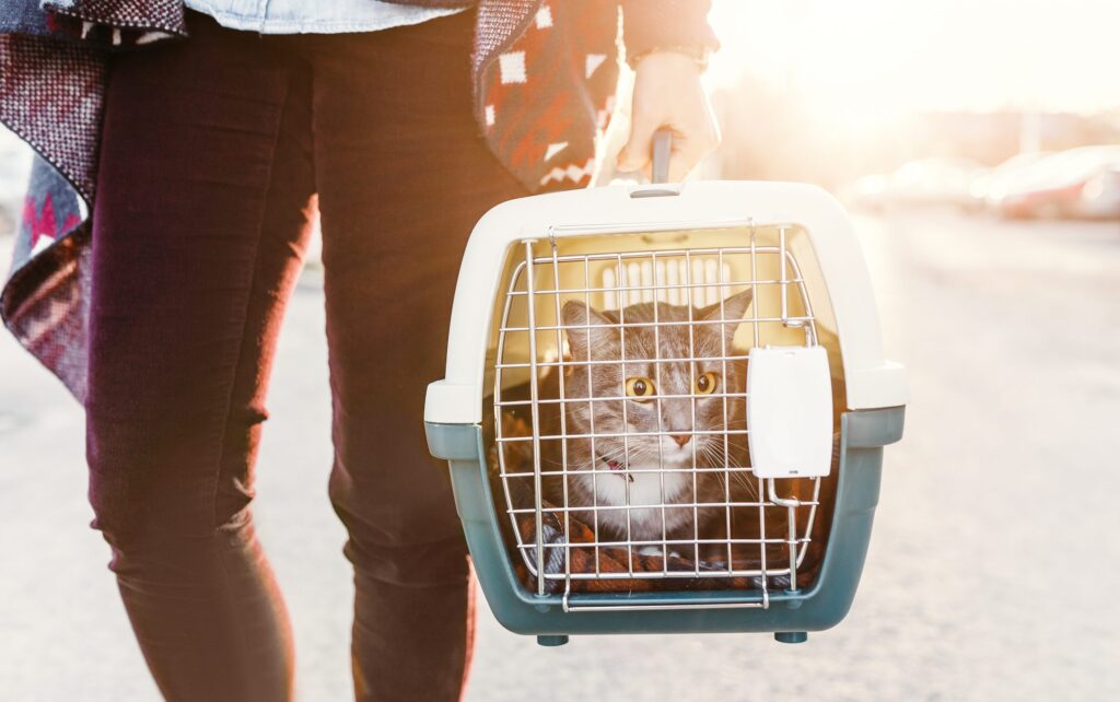 cat transport