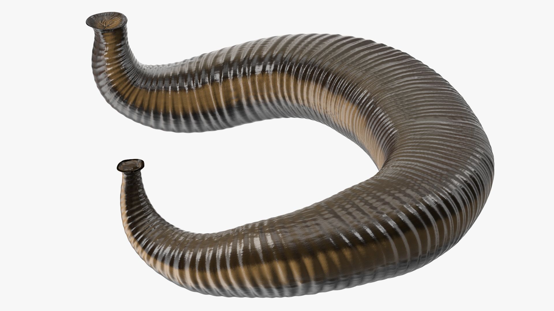 leech therapy cost in mumbai