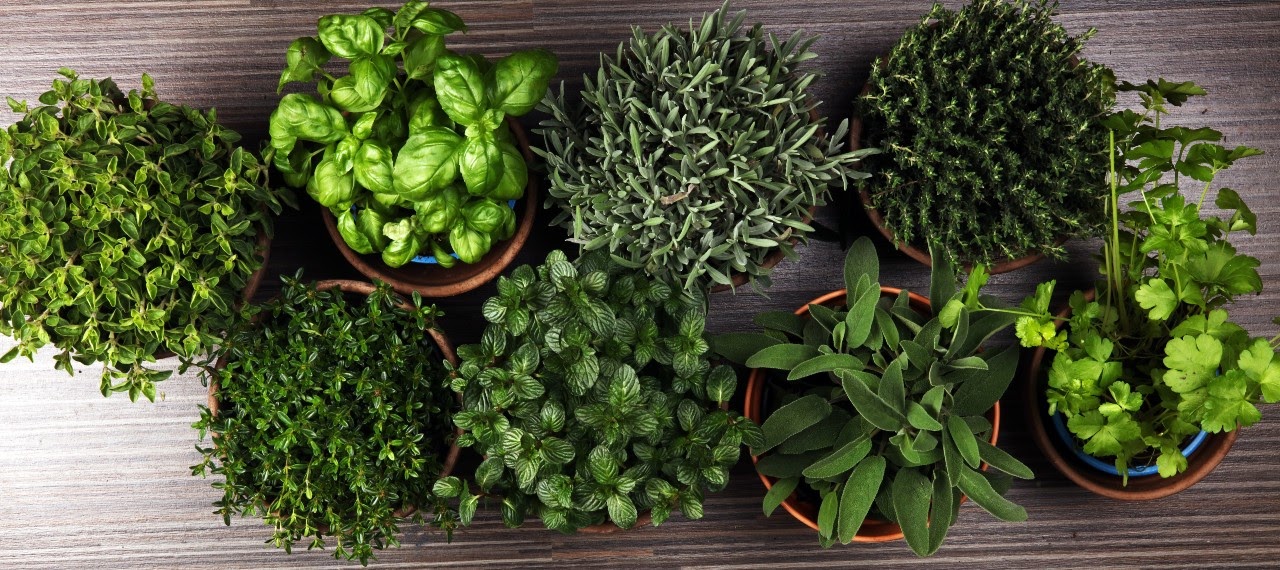 What Are Some Ways Easy-to-Grow Herbs for Beginners?