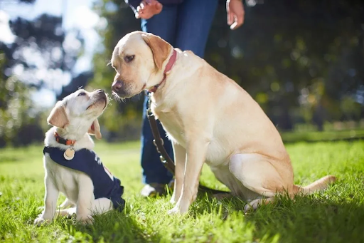 Canine cohesion