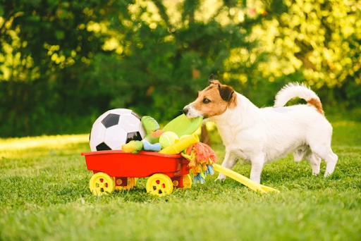 Dog enrichment toys