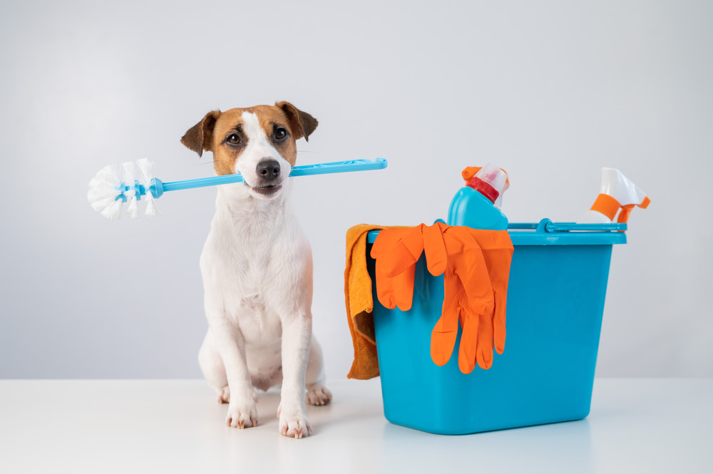 How Conyers Pet Owners Can Keep Their Homes Spotless with Expert Cleaning Help