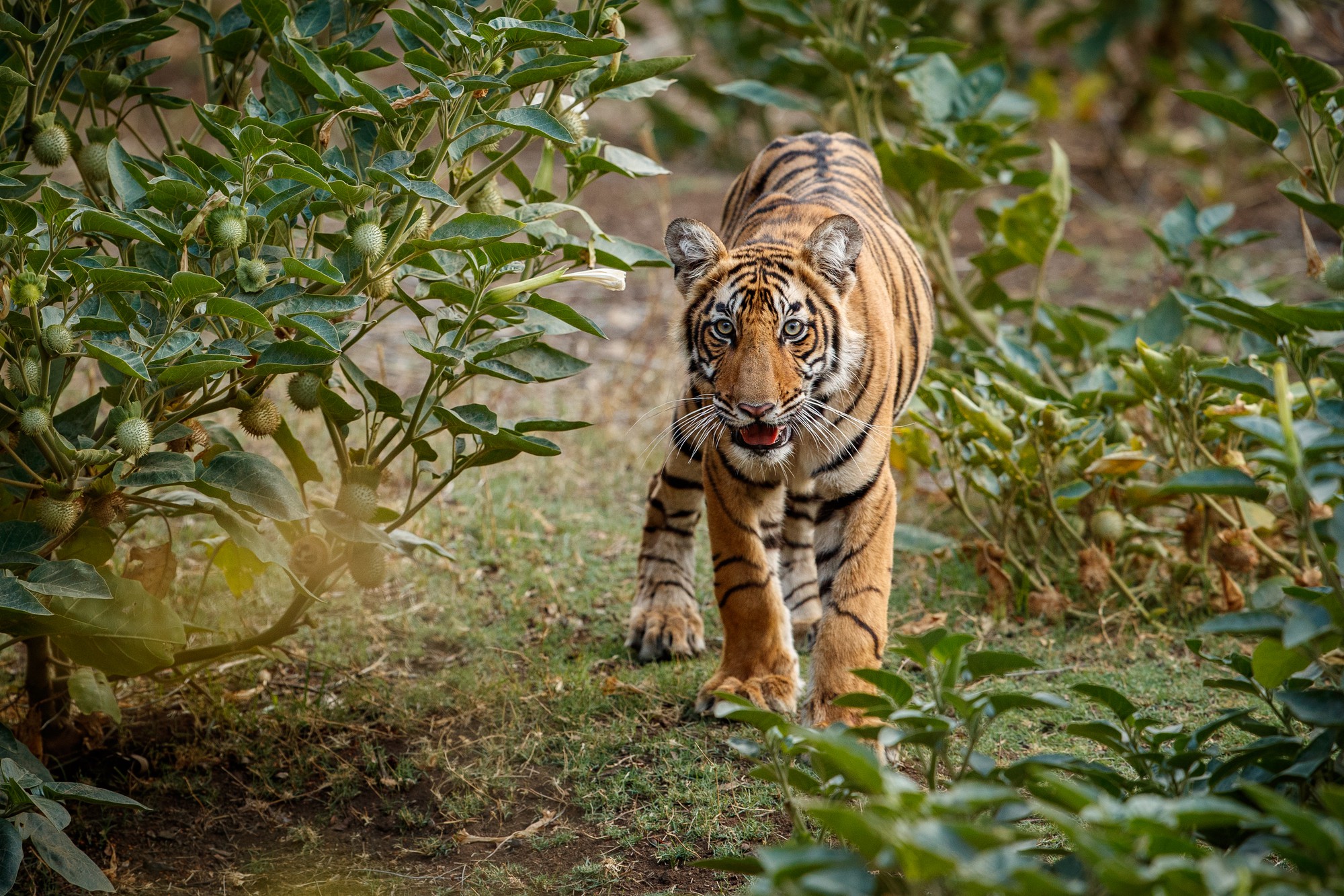 Tiger Safari
